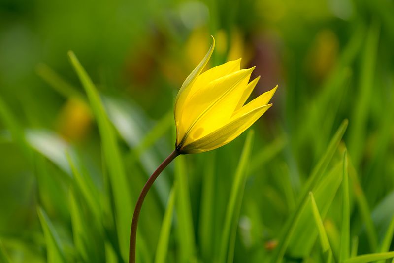 erdei tulipán