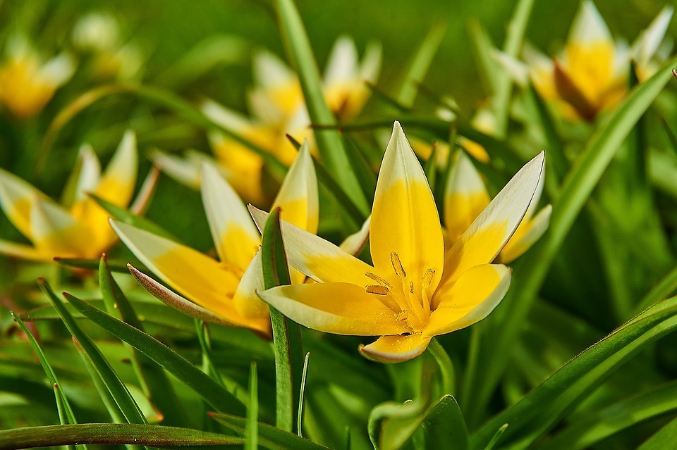 kétszínű tulipán