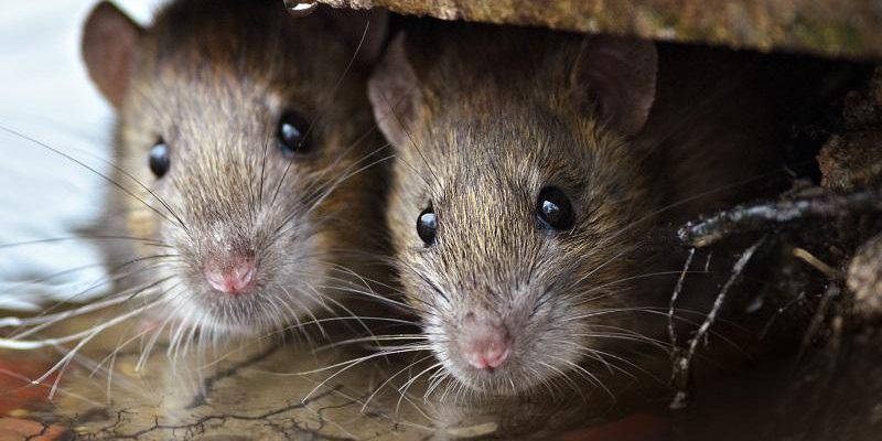 A patkányirtás hatékonysága a vadászgörénnyel növelhető